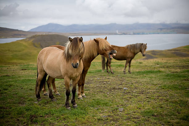 cavalli islandese - subic foto e immagini stock