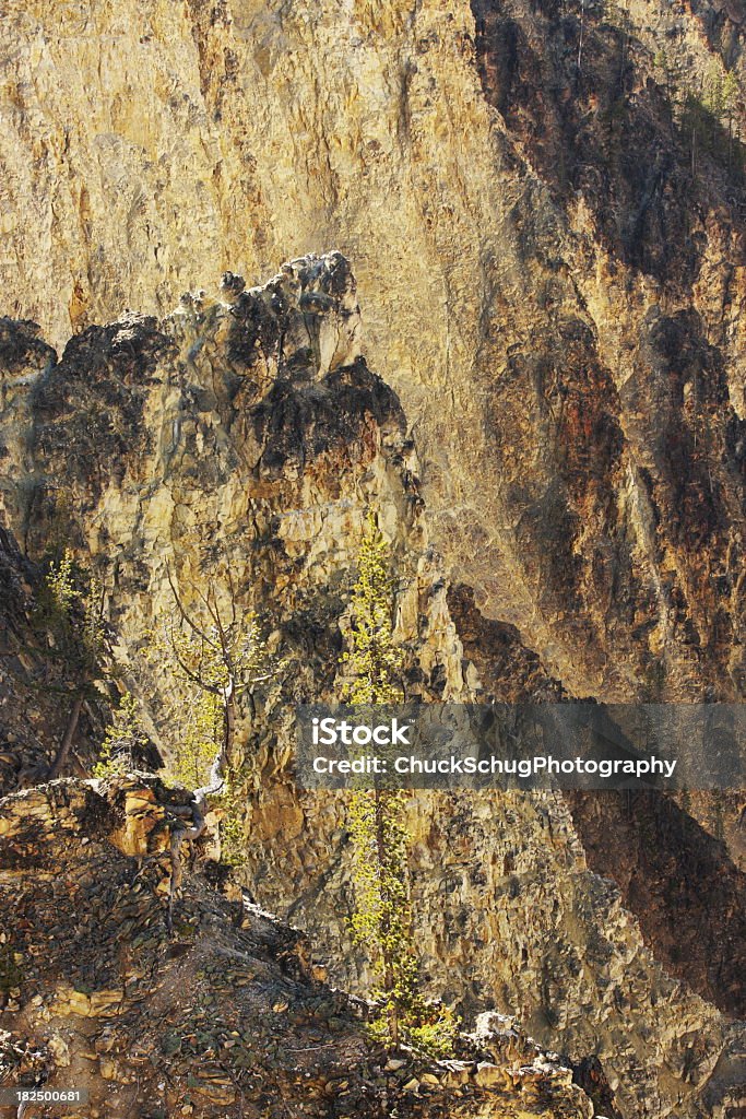 옐로우스톤 캐년 절벽 파인에서 트리 - 로열티 프리 0명 스톡 사진