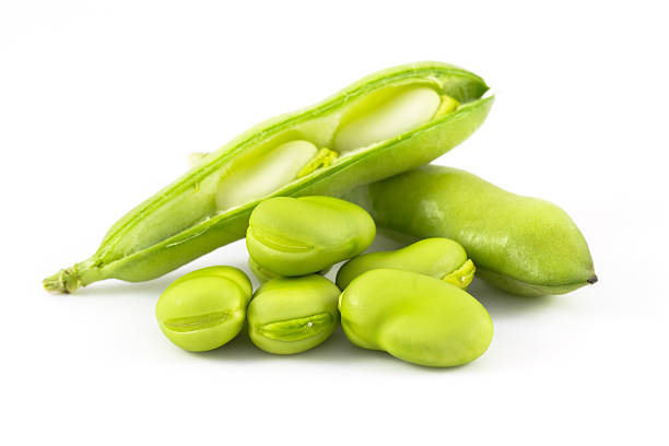 broad bean - fava bean stock-fotos und bilder