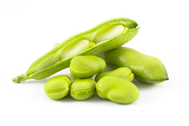 Broad Bean "Vicia faba, the Broad Bean, Fava Bean, Faba Bean, Field Bean, Bell Bean or Tic Bean is a species of bean (Fabaceae) native to north Africa and southwest Asia, and extensively cultivated elsewhere." broad bean plant stock pictures, royalty-free photos & images