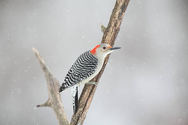 istock Red-bellied woodpecker 182501194