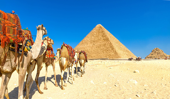Bedouin with camel, pyramids on the background, Giza, Egypt.http://bhphoto.pl/IS/egypt_380.jpg