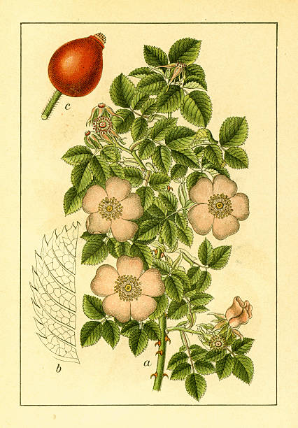 illustrations, cliparts, dessins animés et icônes de fleur rose antique gaulois/illustrations - gallica rose
