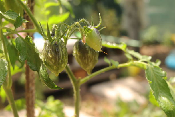 istock tomato vegetable bush in summer garden 1825015177