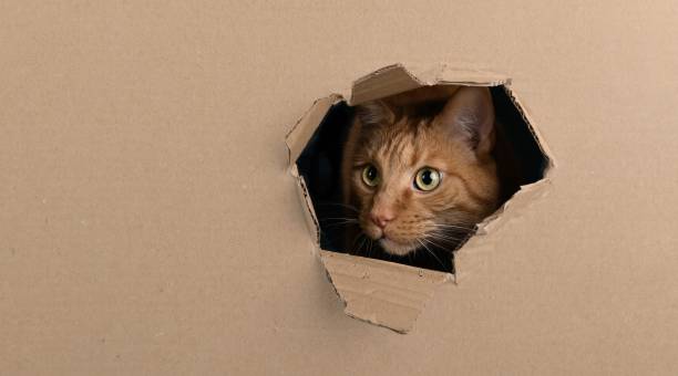 istock Funny red cat looking curious out of a hole in a cardboard box. Panoramic image with copy space. 1825015725