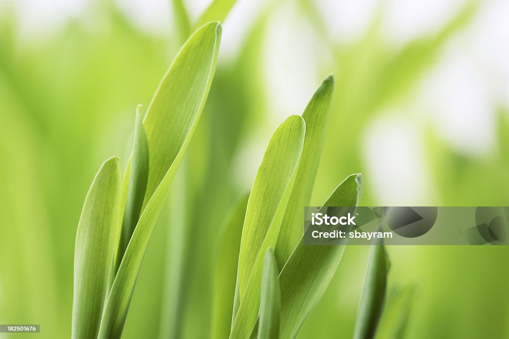 Hojas verdes frescas de planta - Foto de stock de Macrofotografía libre de derechos