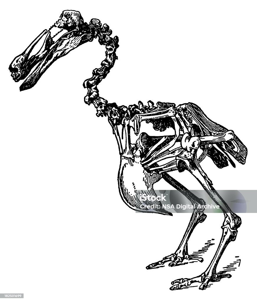 Dodo Skelett/alte Vogel Illustrationen - Lizenzfrei Dodo Vogel Stock-Illustration