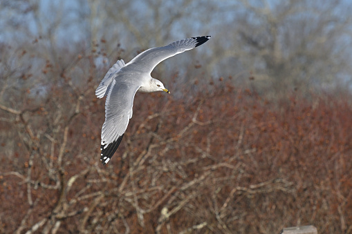 Ring-billed gull (Larus delawarensis) banking along trees at edge of Bantam Lake in Connecticut, late autumn