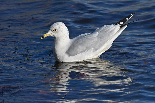 Ring-billed gull (Larus delawarensis) in water, tipping forward. In full afternoon sun at Connecticut's Bantam Lake, largest natural lake in the state.