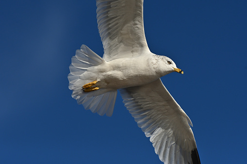 Ring-billed gull (Larus delawarensis) in flight, ultra close, at Bantam Lake in Connecticut, late autumn