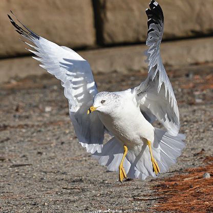 Ring-billed gull (Larus delawarensis) landing at water's edge in bright sunlight (jetty in background). At Bantam Lake in Connecticut, autumn.