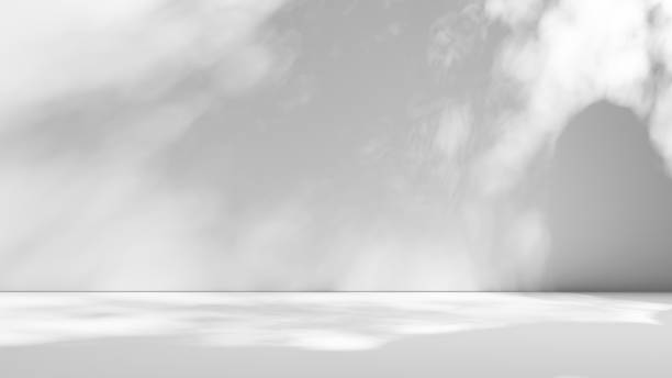 istock White empty studio room wall and floor stage with white plaster wall and leafs and window shadows and sunlight backdrop, white empty space, minimal white bright studio room with sunlight and shadows 1825020075