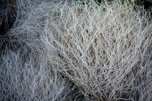 A grouping of tumbleweed plants at Death Valley National Park.