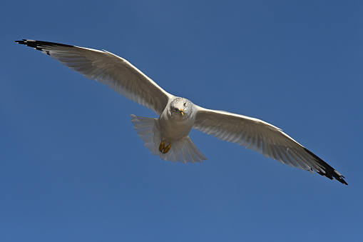 Ring-billed gull (Larus delawarensis) in flight, eyeing photographer. At Connecticut's Bantam Lake, late autumn.