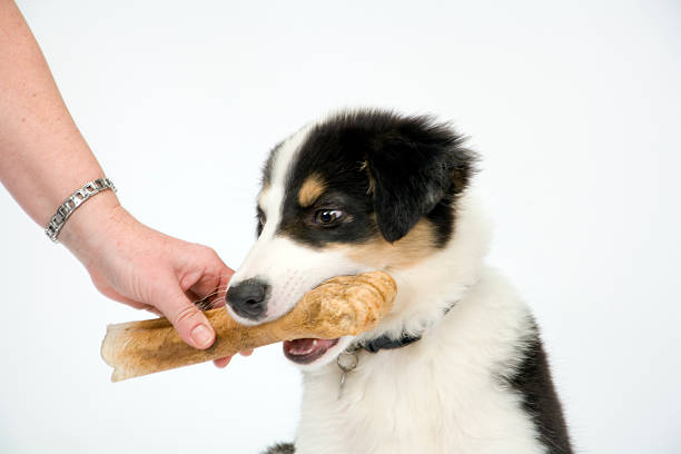 istock Border collie puppy on white seamless 182502326