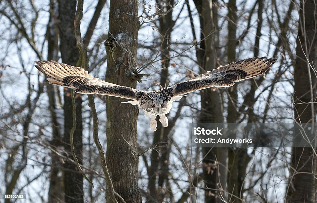 Flying Sibirischer Eagle Owl (Bubo bub. sibiricus - Lizenzfrei Eule Stock-Foto