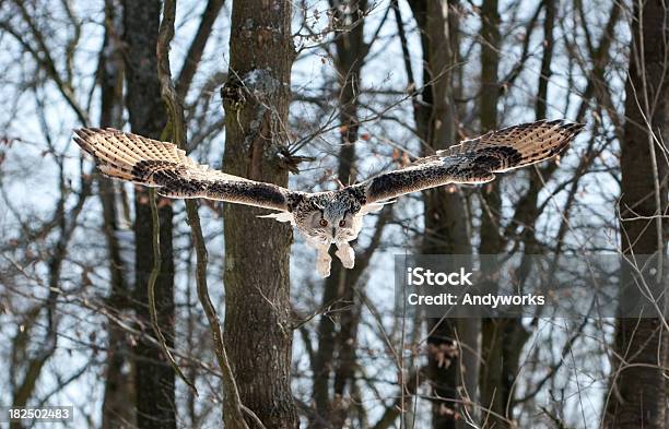 Flying Sibirischer Eagle Owl Bubo Bub Sibiricus Stockfoto und mehr Bilder von Eule - Eule, Fliegen, Baum