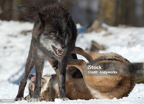 Der Champion Stockfoto und mehr Bilder von Fangzahn - Tierzahn - Fangzahn - Tierzahn, Fotografie, Horizontal