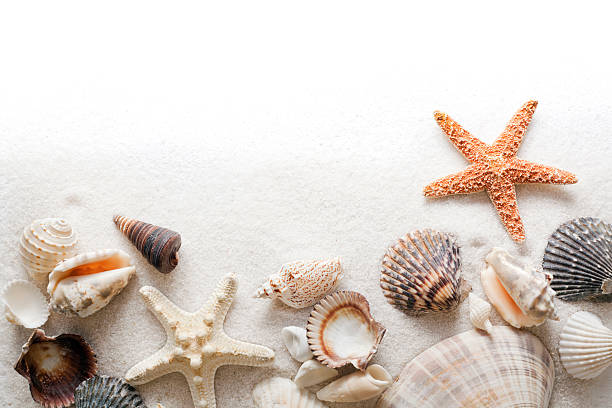 istock Seashell, Beach Sand and Starfish Frame Border on White Background 182503259