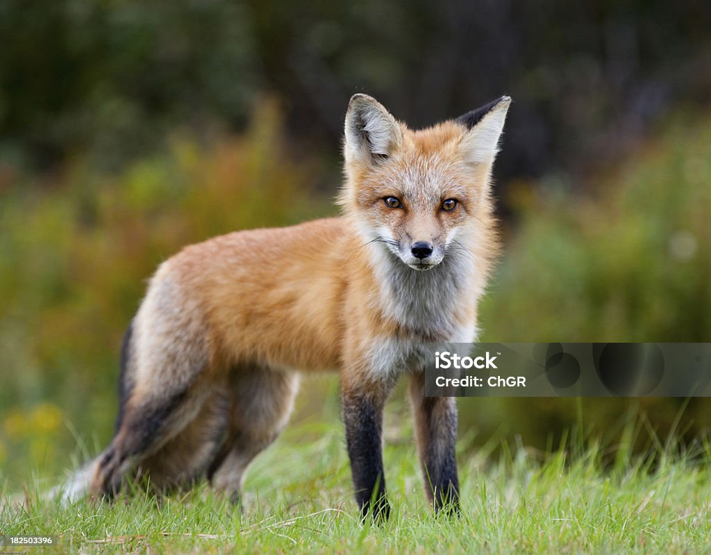 fox - 로열티 프리 여우 스톡 사진
