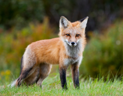 a cute wild fox near Mt Washington. New Hampshire. USA.