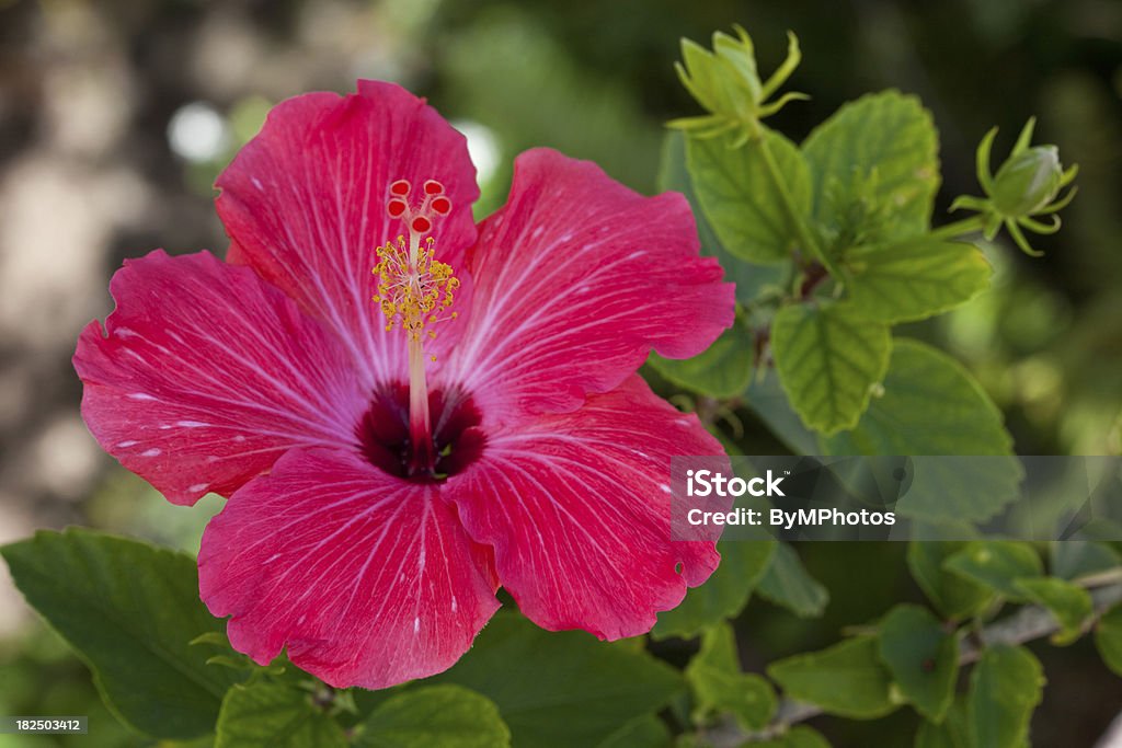Samtig Roter Hibiskus - Lizenzfrei Eibisch - Tropische Blume Stock-Foto