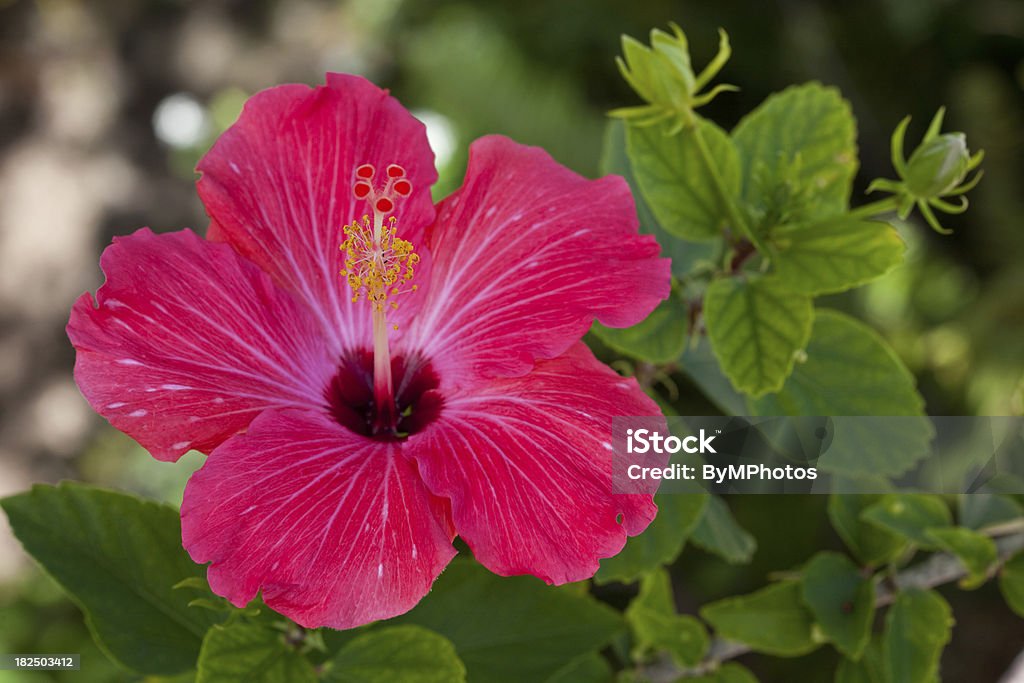 Sobreposições vermelho Hibisco - Royalty-free Hibisco Foto de stock