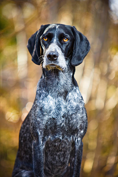 istock Portrait of a hunting dog 182503458