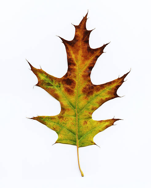 Fall Oak Leaf On White stock photo