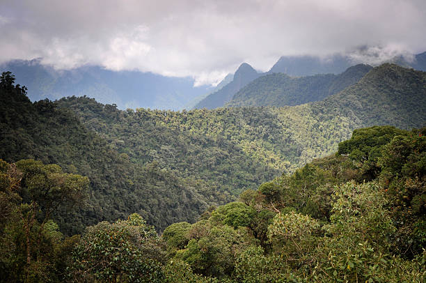 Riserva Biologica Bosco nebbioso Yanacocha in Ecuador - foto stock