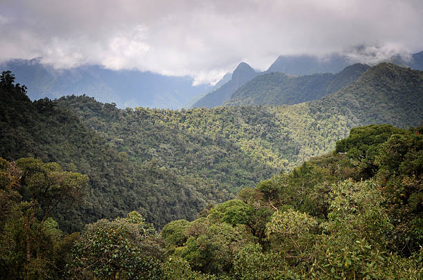 Yanacocha Cloud Forest reservar no Equador - foto de acervo