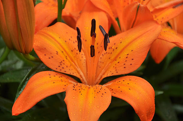 istock Orange Lilium Spp / Asiatic Lily Close-Up 182503711