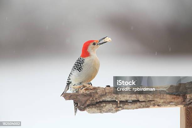 Redbellied Woodpecker Stock Photo - Download Image Now - Red Bellied Woodpecker, Winter, Animal