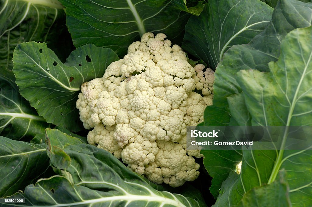 Coliflor crecimiento orgánico en campo - Foto de stock de Agricultura libre de derechos