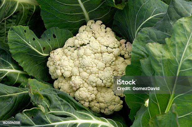 Coliflor Crecimiento Orgánico En Campo Foto de stock y más banco de imágenes de Agricultura - Agricultura, Aire libre, Blanco - Color