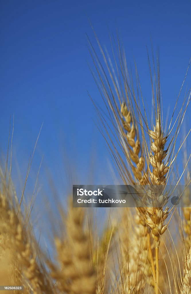 Weizen Field - Lizenzfrei Agrarbetrieb Stock-Foto