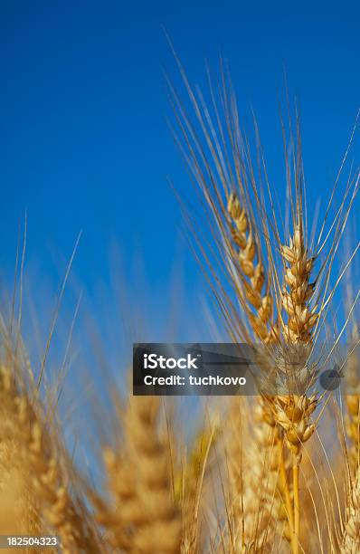 Weizen Field Stockfoto und mehr Bilder von Agrarbetrieb - Agrarbetrieb, Bildkomposition und Technik, Blau