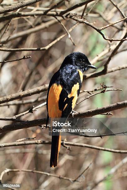 Photo libre de droit de Mâle Minivet À Bec Court banque d'images et plus d'images libres de droit de Orange - Couleur - Orange - Couleur, Animal mâle, Animaux à l'état sauvage