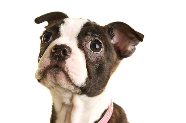 istock Cute Boston Terrier Puppy Face on White Background 182504473