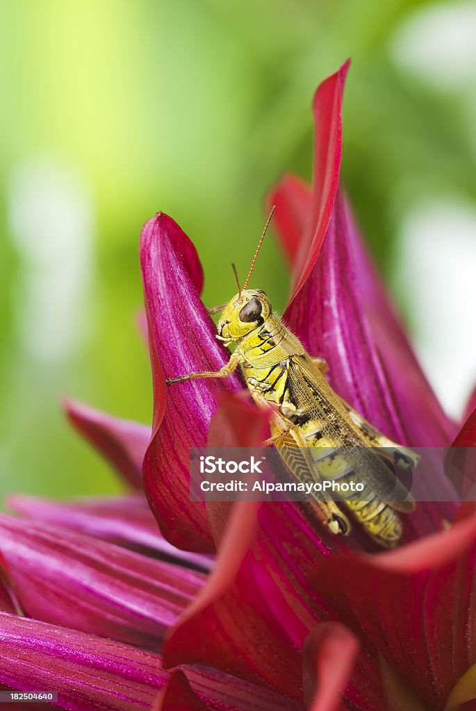 Heuschrecke auf Dahlie Blüte-I - Lizenzfrei Bildhintergrund Stock-Foto