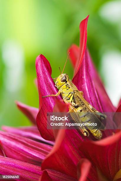 Saltamontes En Dalia Flori Foto de stock y más banco de imágenes de Aire libre - Aire libre, Animal, Belleza de la naturaleza