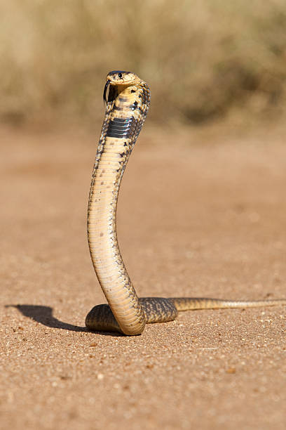 Snouted cobra standing tall A snouted cobra (Naja annulifera) standing with hood up in a warning posture. desert snake stock pictures, royalty-free photos & images