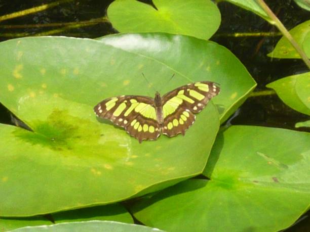 istock Green and black butterfly 1825050112