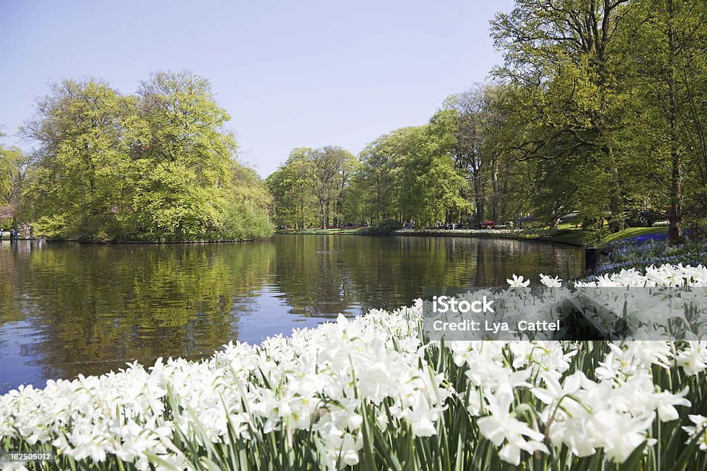 Keukenhof # 55 XXXL "Keukenhof Gardens in the Netherlands, please see also my other Keukenhof shots:" Backgrounds Stock Photo