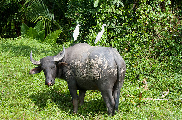Buffalo And Cattle Egrets A Large Water Buffalo With Two White Cattle Egrets On It's Back cattle egret photos stock pictures, royalty-free photos & images