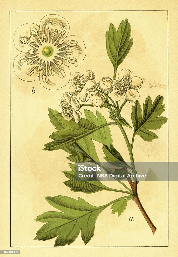 Common hawthorn/Illustrations de fleurs d'antiquités - Illustration de Aubépine - Plante libre de droits