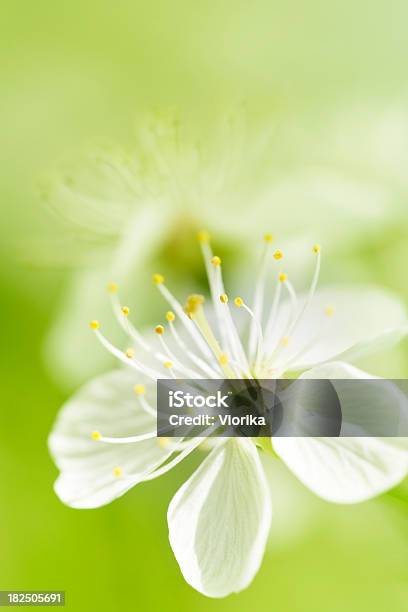 Blüte Hintergrund Stockfoto und mehr Bilder von Blume - Blume, Makrofotografie, Baumblüte