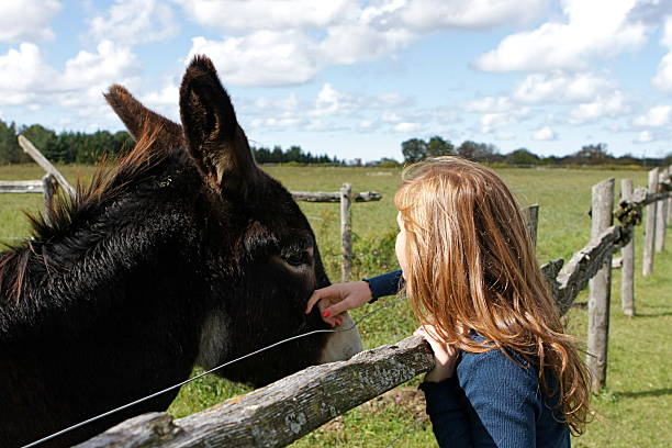 istock Girl Petting Donkey 182505888