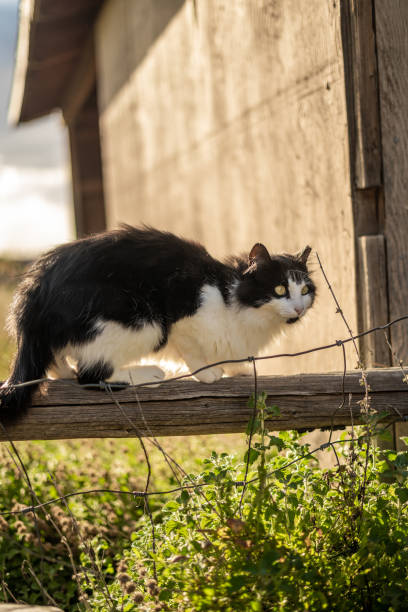 istock Fluffy White & Black Oreo Cat Outside Perched on Wood Fence 1825059116