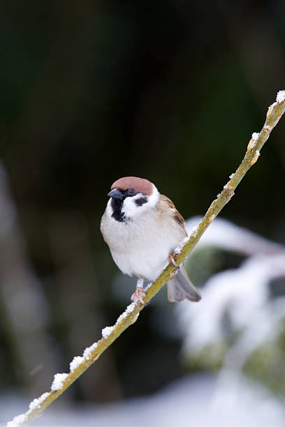 дерево зонотрихия (въезд montanus) - tree sparrow стоковые фото и изображения